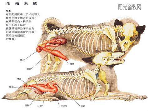 狼生殖器|狼